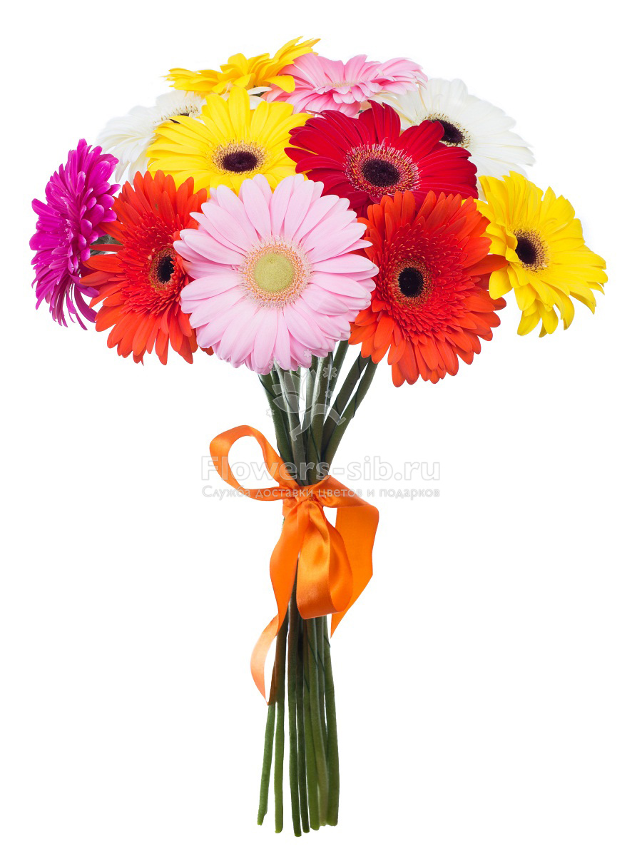 11 Gerberas